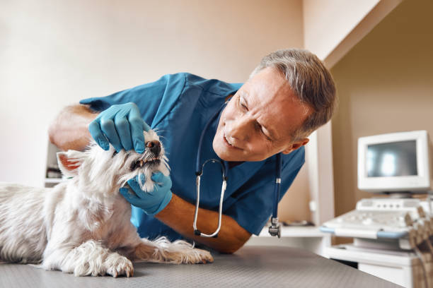 Best Emergency Dental Care for Abscessed Tooth in Dodge City, KS